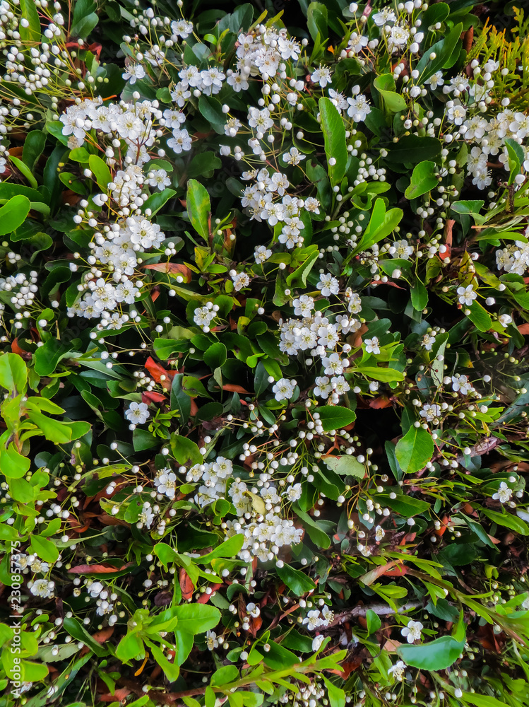 Fototapeta premium Leaves and flowers of Laurustinus, Viburnum tinus. It is a species of flowering plant in the family Adoxaceae, native to the Mediterranean area of Europe and North Africa