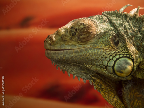 Iguana lizard close up on orange background.  