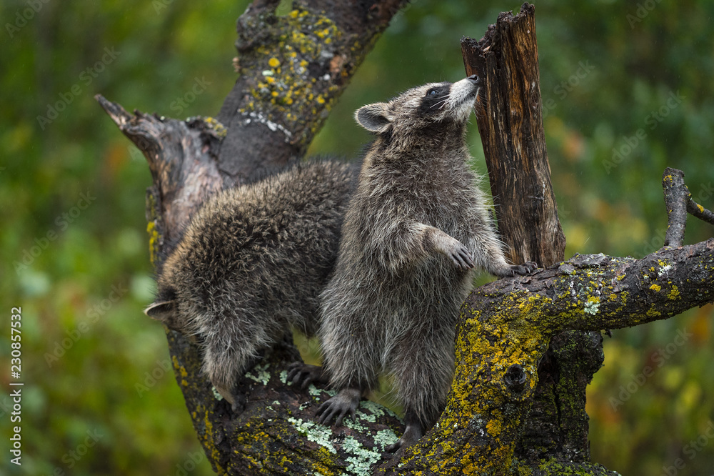 Raccoons (Procyon lotor) Investigate Tree in the Rain