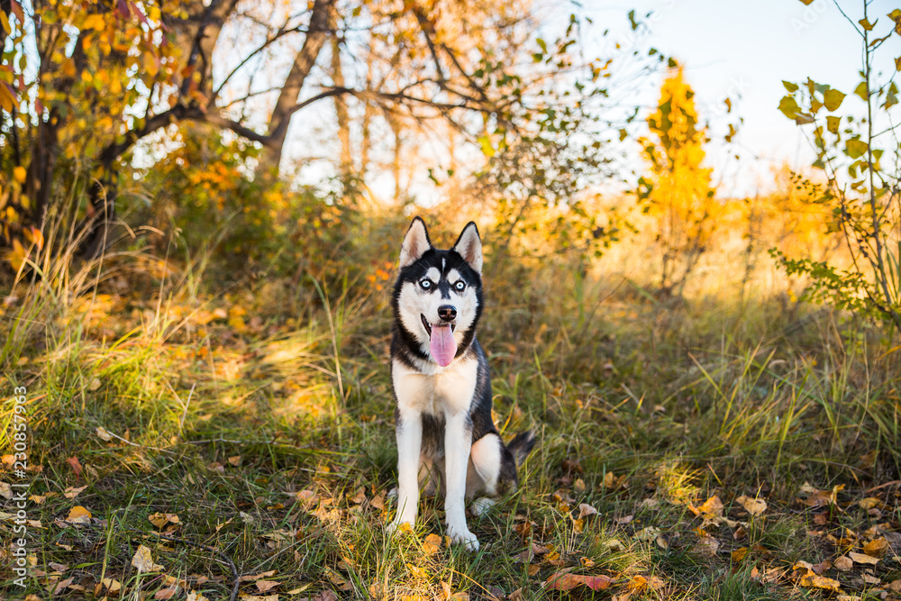 Portrait of a Husky dog on a background of autumnal nature. Portrait of a Husky dog on a background of autumnal nature.