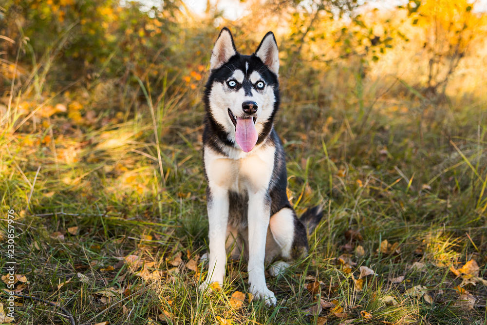 Portrait of a Husky dog on a background of autumnal nature.