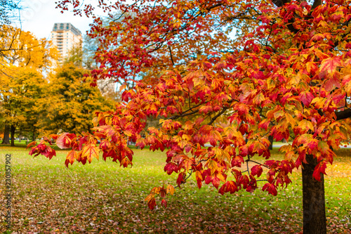 Branch of Colorful Leaves during Autumn in Lincoln Park Chicago