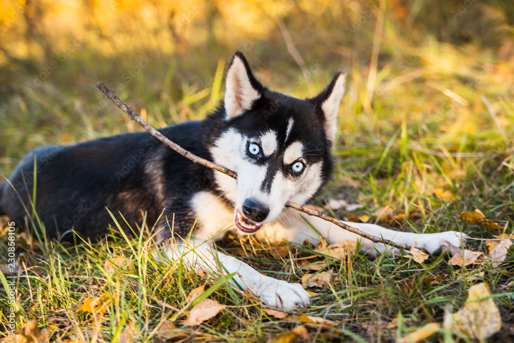 Portrait of a Husky dog playing with a stick on a background of autumnal nature. Portrait of a Husky dog playing with a stick on a background of autumnal nature.