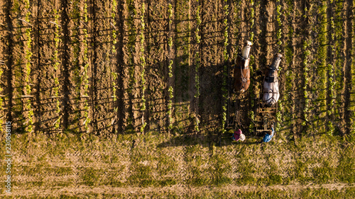 Aerial view, Labour Vineyard with a draft horse, Saint-Emilion-France