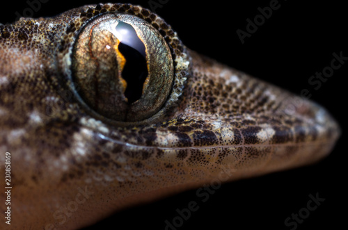 Gecko
