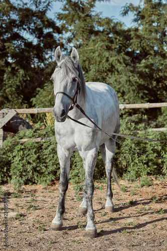 Beautiful, quiet, white horse waits in paddock © nazarovsergey