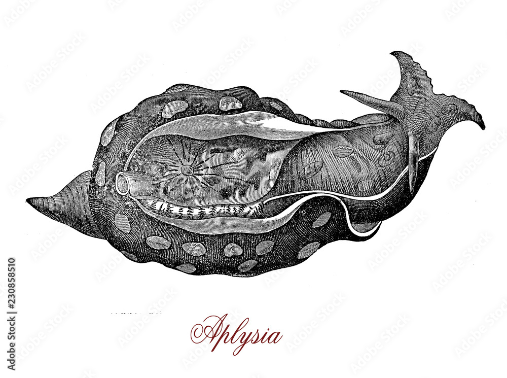 Φωτογραφία Vintage engraving of aplysia, large sea slug, marine gastropod herbivorous  moll