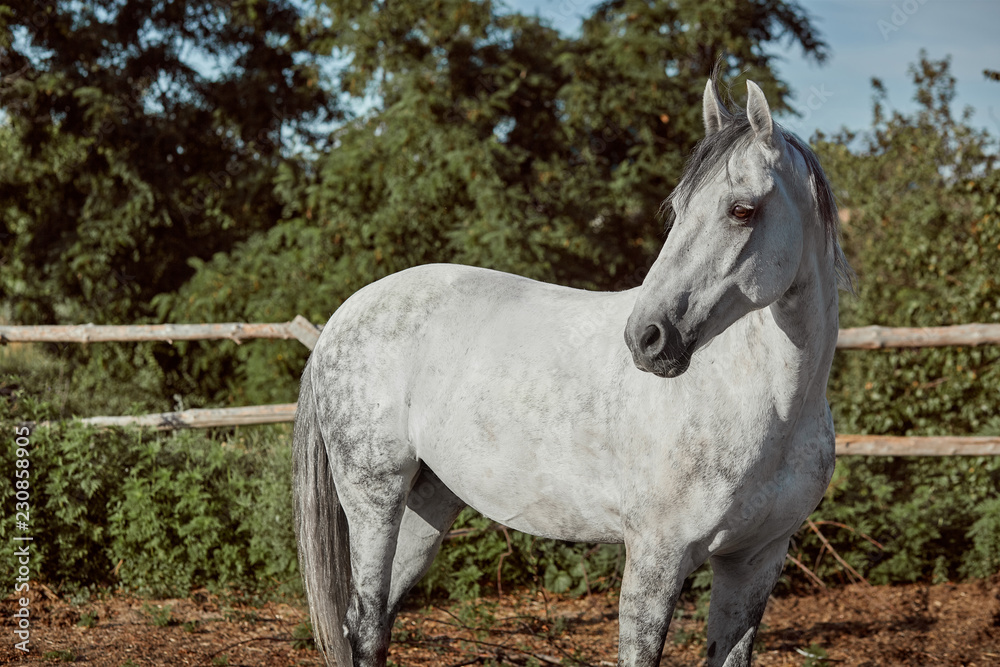 Beautiful, quiet, white horse waits in paddock Beautiful, quiet, white horse waits in paddock