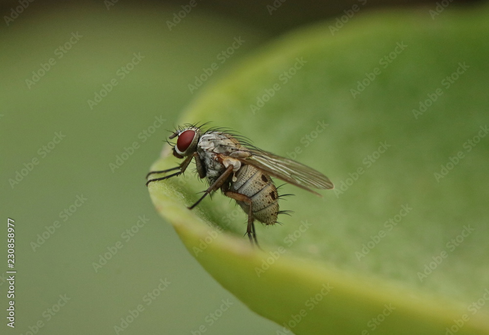 A grey fly sitting on the edge of a succulent leaf. A grey fly sitting on the edge of a succulent leaf.