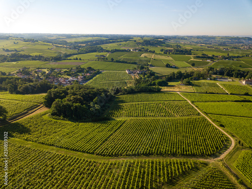 Aerial view  Bordeaux vineyard  landscape vineyard south west of france