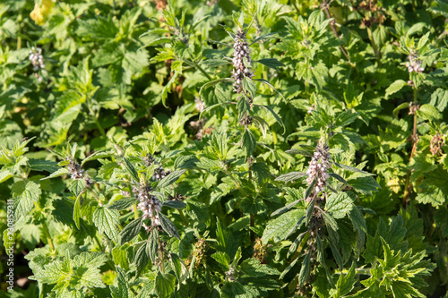 Fototapeta Naklejka Na Ścianę i Meble -  Leonorus - Flowers and green leaves of the heart.