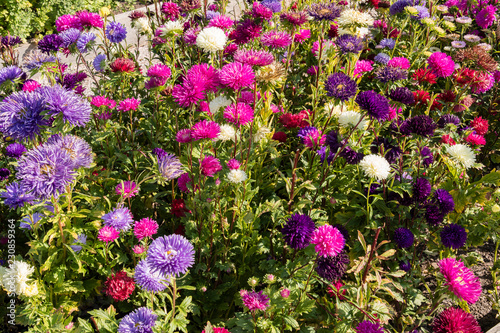Fototapeta Naklejka Na Ścianę i Meble -  Dahlia - field of multicolored flowers.