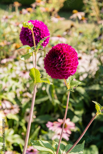 Fototapeta Naklejka Na Ścianę i Meble -  Dahlia - purple round flowers.