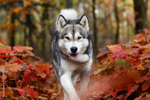 dog on an autumn walk