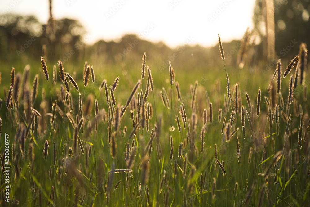 Fototapeta premium Wiese im Sonnenlicht