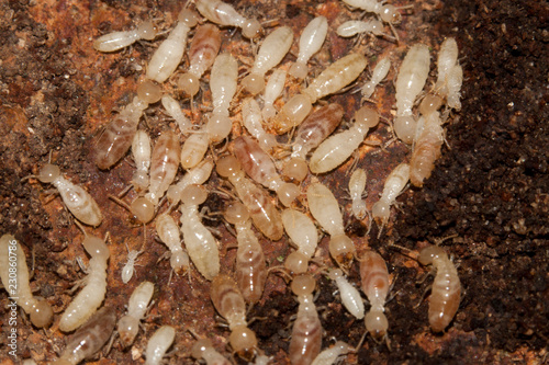 colonie de termite colony
