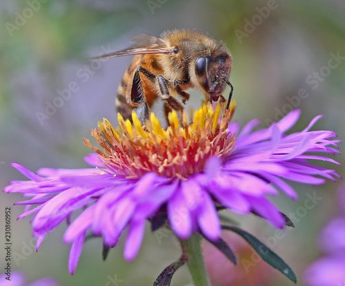 Bee on Purple and Yellow Flower