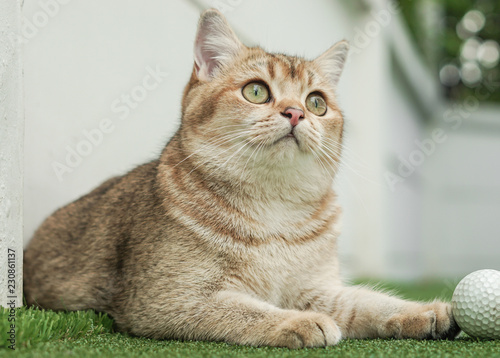 British shorthair cat playing golf ball in a field