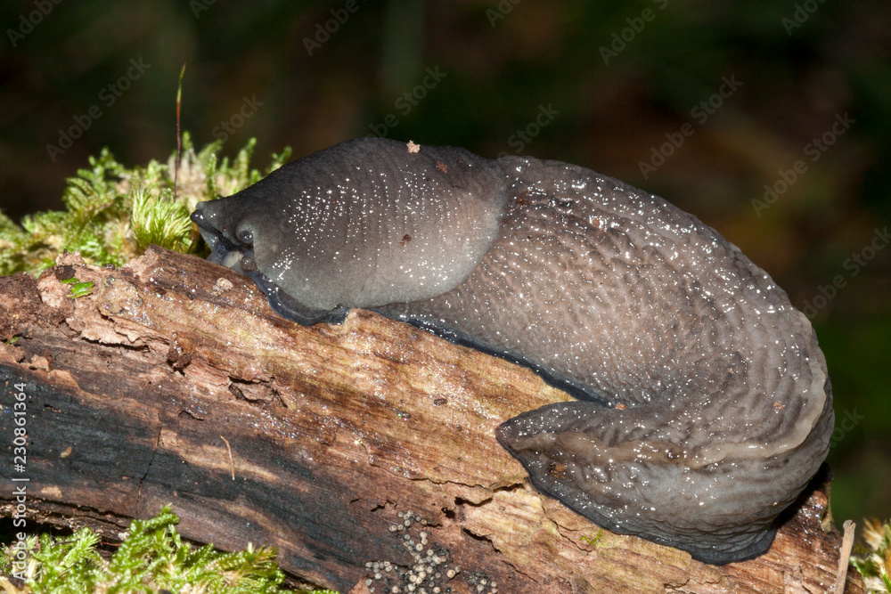 Obraz premium limace grise slug