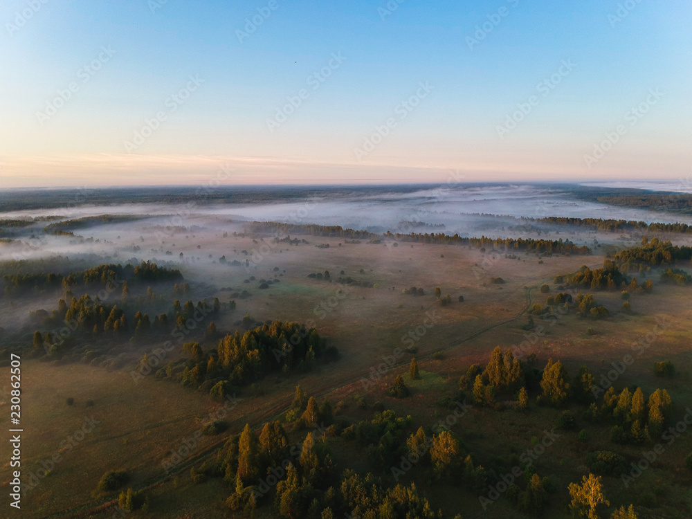 Forest in the fog from the heights at dawn