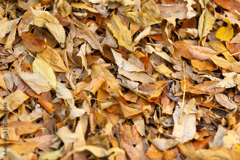autumn leaves background. fallen leaves on ground autumn leaves background. fallen leaves on ground
