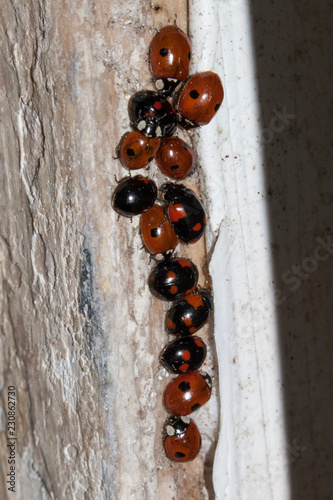 coccinelle asiatique invasion, hibernation