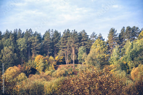 Picturesque autumn forest.