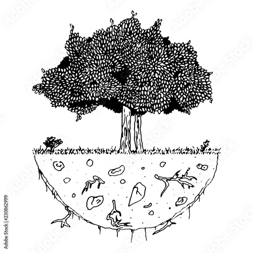 Vector image of a tree with roots on a piece of land, clean environment concept.  Tree with foliage. Vector illustration of a tree with spring foliage. Hand drawn doodle deciduous tree.