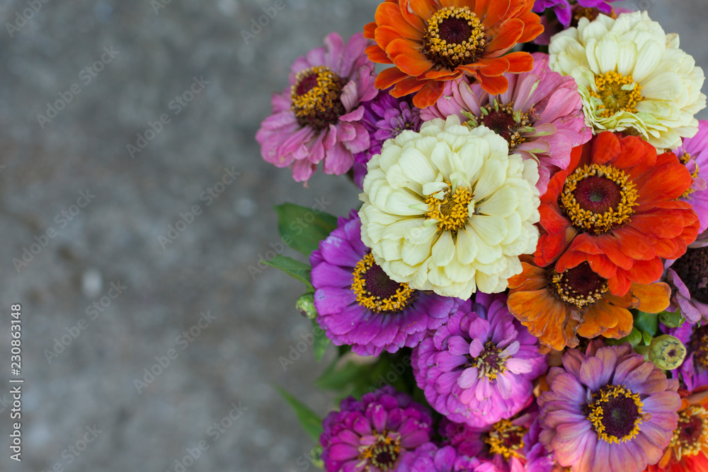 Close up on colourful Zinnia flower bouquet.