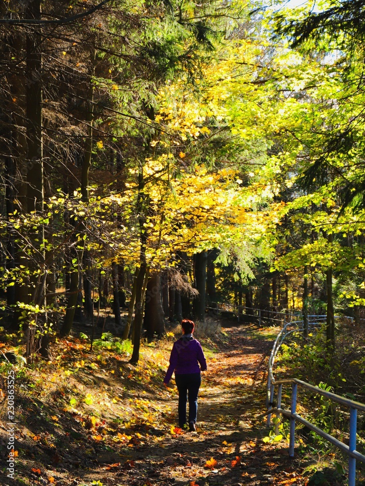 Fototapeta premium wandern im wald