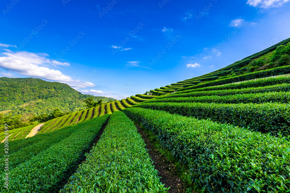Beautiful mountain and nature tea plantations.