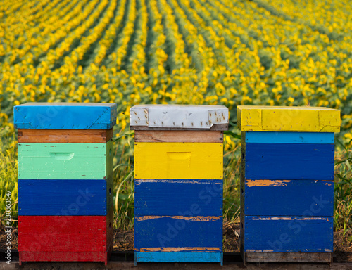 Beehives in sunflower field © Vesna