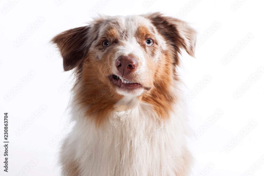 Fototapeta premium Zähne fletschender Hund