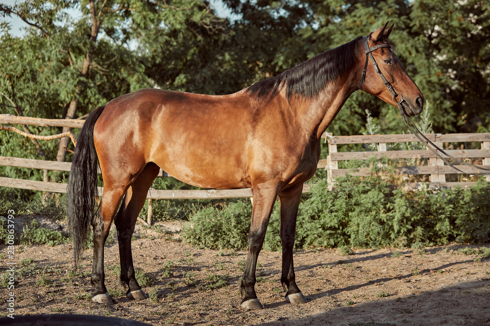 Handsome horse in the paddock. Farm. Ranch. Handsome horse in the paddock. Farm. Ranch.
