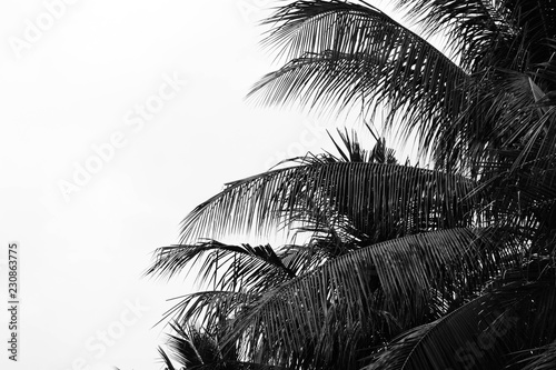 perfect palms leaf on white background