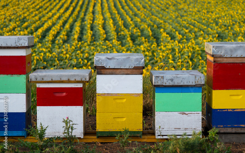 Beehives in sunflower field © Vesna