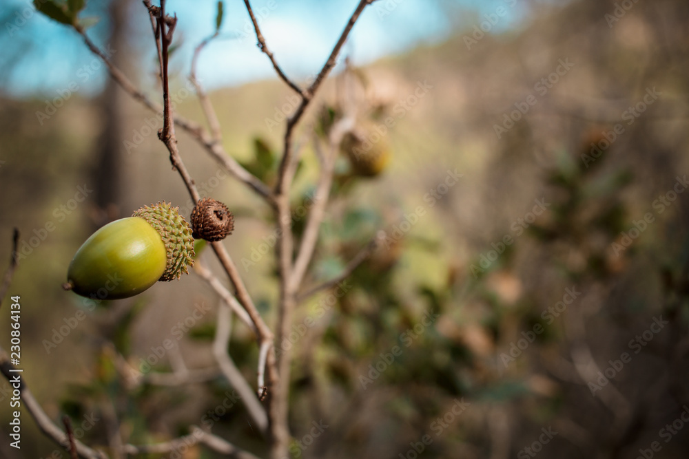 Obraz premium acorns in autumn