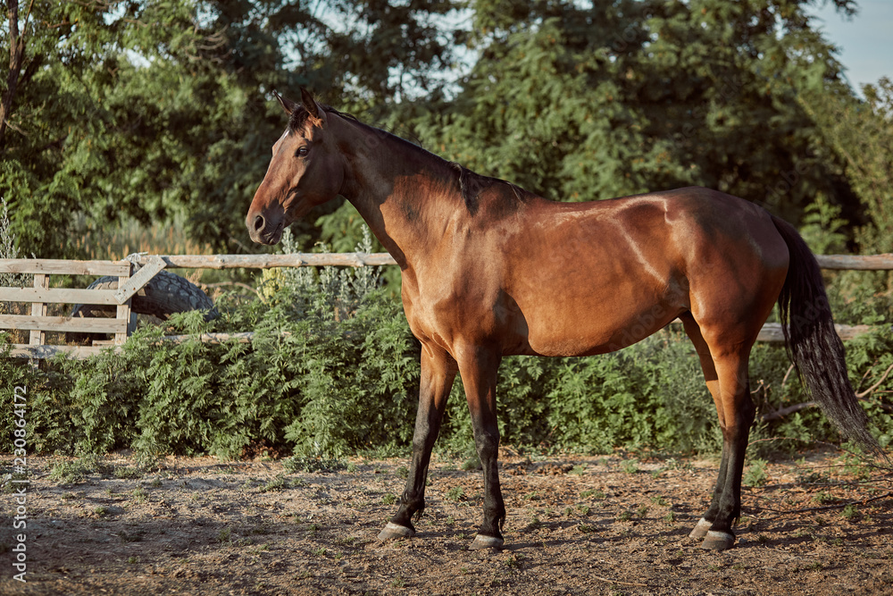 Handsome horse in the paddock. Farm. Ranch.