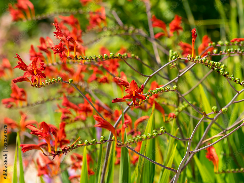 Crocosmia  'Lucifer'  (Crocosmia Masoniorum ) ou montbretia. 