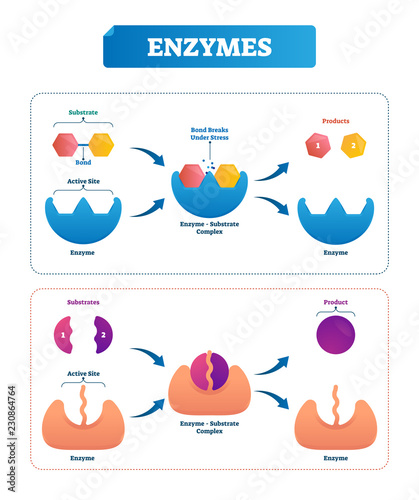 Enzyme vector illustration. Labeled cycle and diagram with catalysts. photo