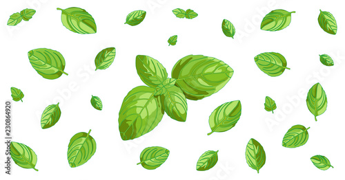 Basil concept horizontal background with isolated green leaves. Vegetarian and vegan raw food ingredient