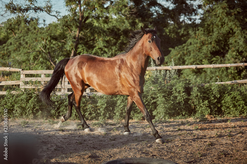 Horse running in the paddock on the sand in summer