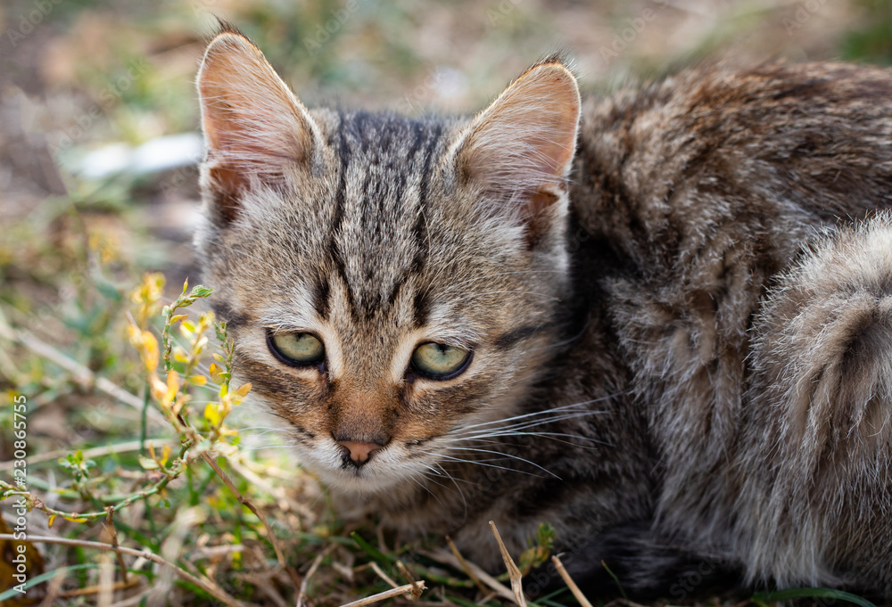Naklejka premium domestic cat staring at the camera, close up