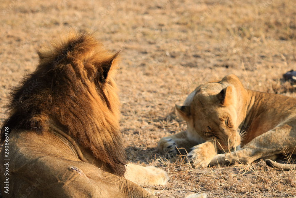 Fototapeta premium Lion et Lionesse au repos dans le bush