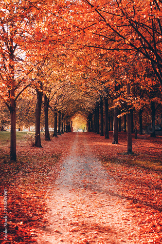 Fototapeta Naklejka Na Ścianę i Meble -  Endless road walk way avenue with colorful red autumn trees