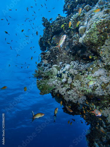Red Sea Underwater World