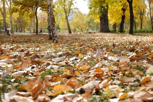 Autumn leaves closeup in the park 