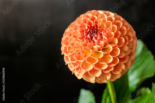 Fototapeta Naklejka Na Ścianę i Meble -  Fresh Dahlia flower Orange Dahlia flower with water drop on black background.