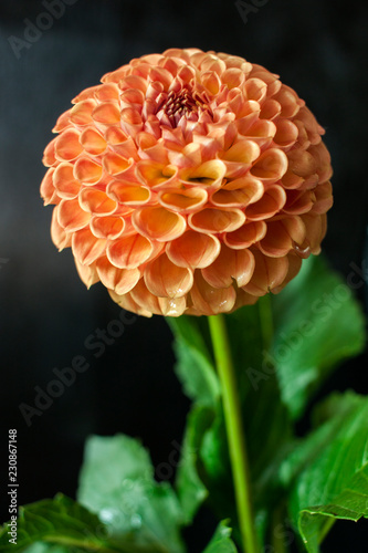Fototapeta Naklejka Na Ścianę i Meble -  Fresh Dahlia flower Orange Dahlia flower with water drop on black background.