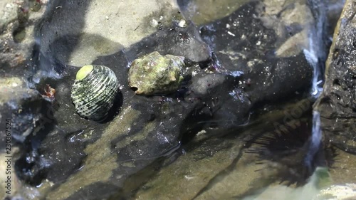 hermit crabs falling off a rock photo